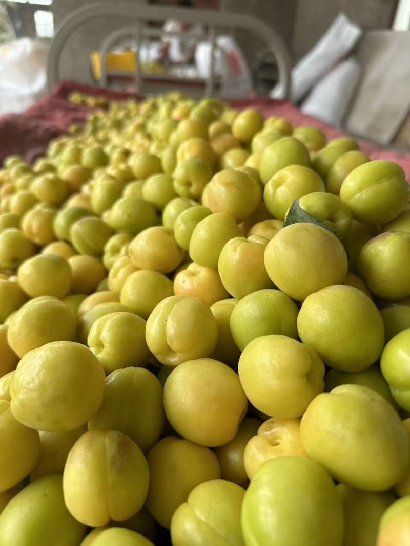 小白杏