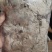 木蝴蝶千张纸千纸肉千层纸云故纸玉蝴蝶白千层中药材批发零售