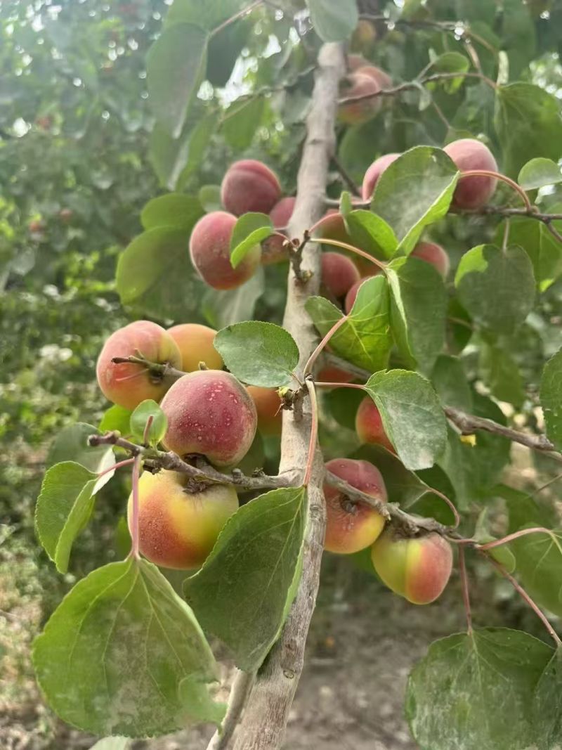 小红杏—红太阳