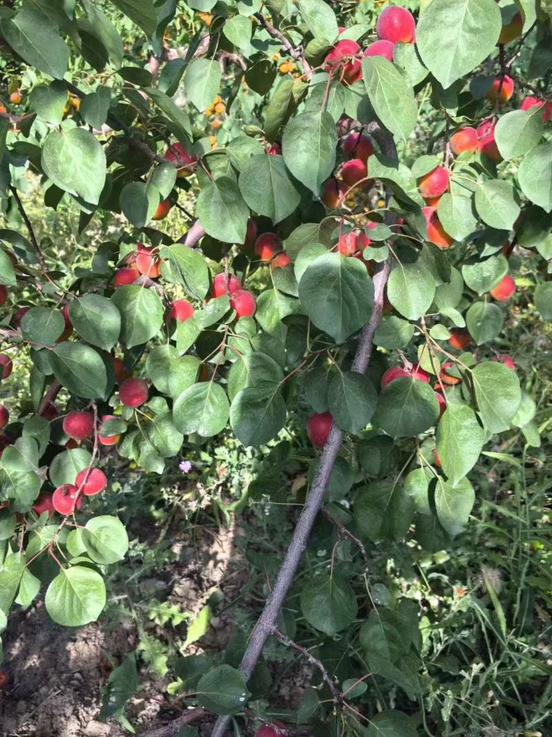 小红杏—红太阳