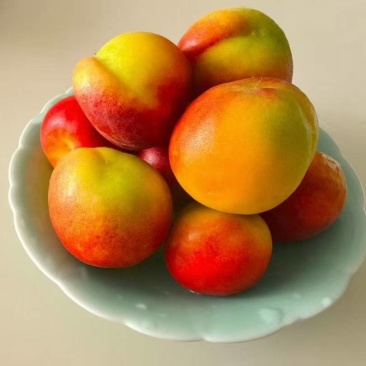 小红杏—红太阳