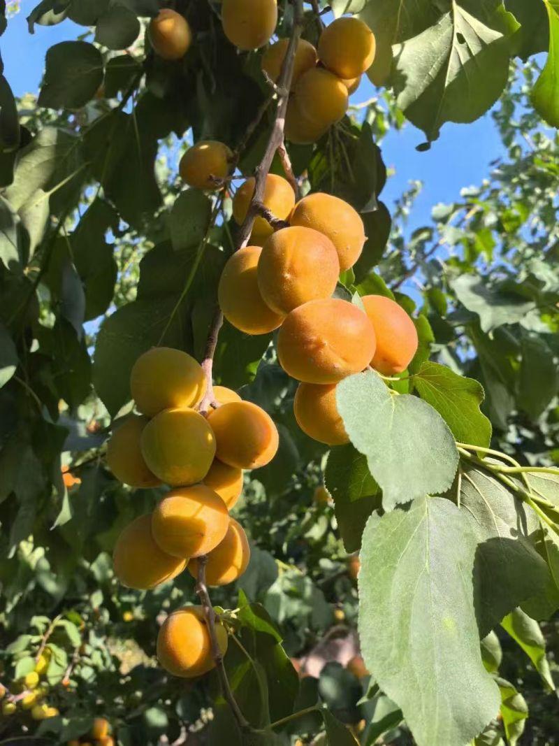 吊干杏