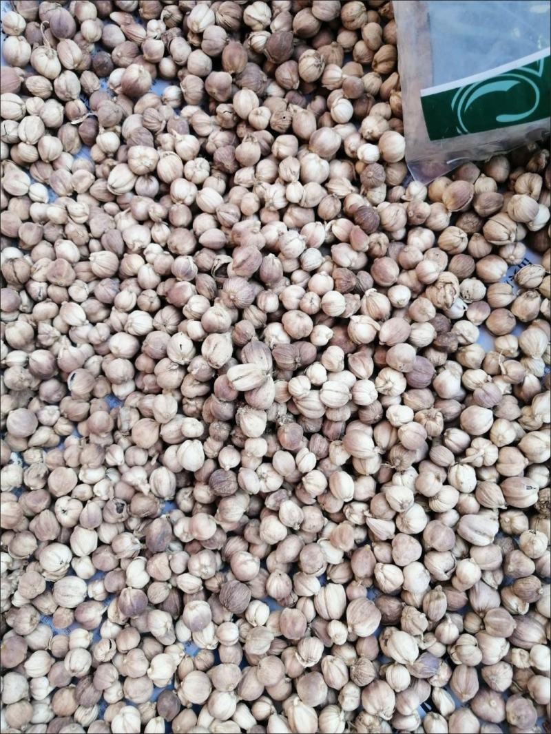 白蔻全干无硫正宗白豆蔻香料白蔻白扣粉卤水中药材批发零售