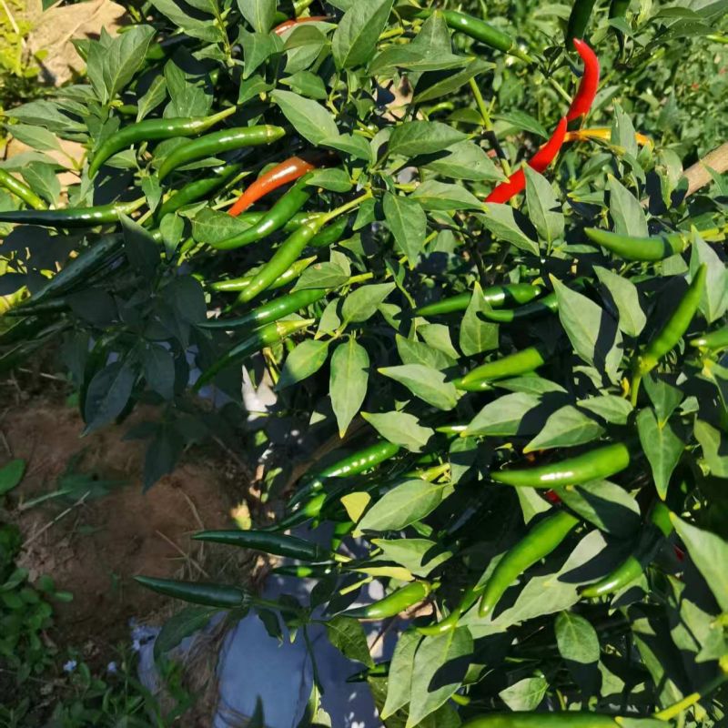 椒大帝大果朝天椒种子中晚熟耐热耐湿抗病强辣度高硬度好青红