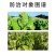 30.2%抑芽丹水溶液剂烟草抑芽控腋芽烟草生长调节剂