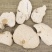野生中药材茯神正品天然茯神茯神片朱茯神批发零售