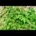 园艺种植葎草拉拉秧割人藤葛葎蔓拉拉藤四季绿植