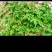 园艺种植葎草拉拉秧割人藤葛葎蔓拉拉藤四季绿植