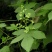 园艺种植葎草拉拉秧割人藤葛葎蔓拉拉藤四季绿植