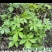 园艺种植葎草拉拉秧割人藤葛葎蔓拉拉藤四季绿植