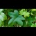 园艺种植葎草拉拉秧割人藤葛葎蔓拉拉藤四季绿植