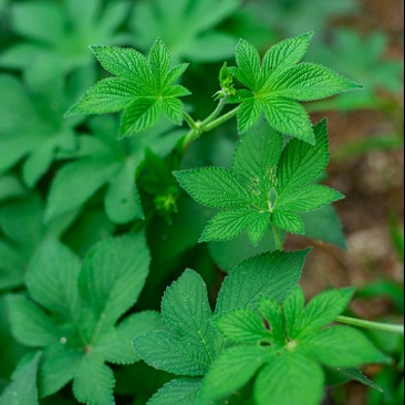 园艺种植葎草拉拉秧割人藤葛葎蔓拉拉藤四季绿植