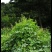 园艺种植葎草拉拉秧割人藤葛葎蔓拉拉藤四季绿植