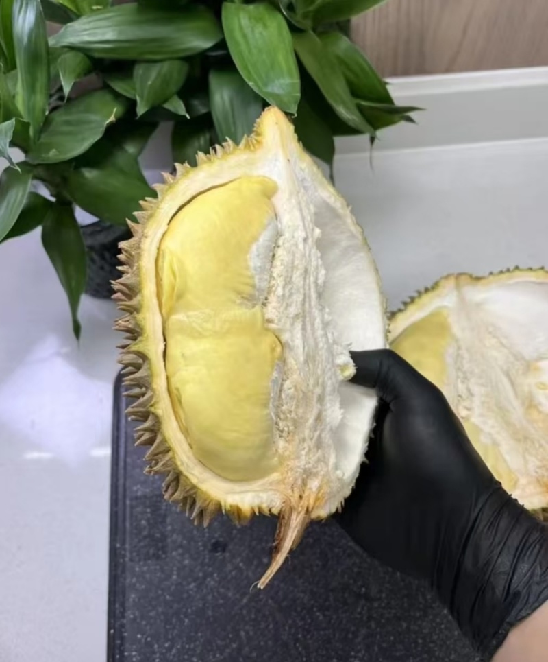 金枕榴莲一手批发价格，A果保5房，坏果包赔，包售后