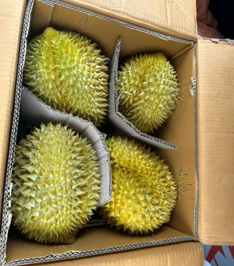 金枕榴莲一手批发价格，A果保5房，坏果包赔，包售后