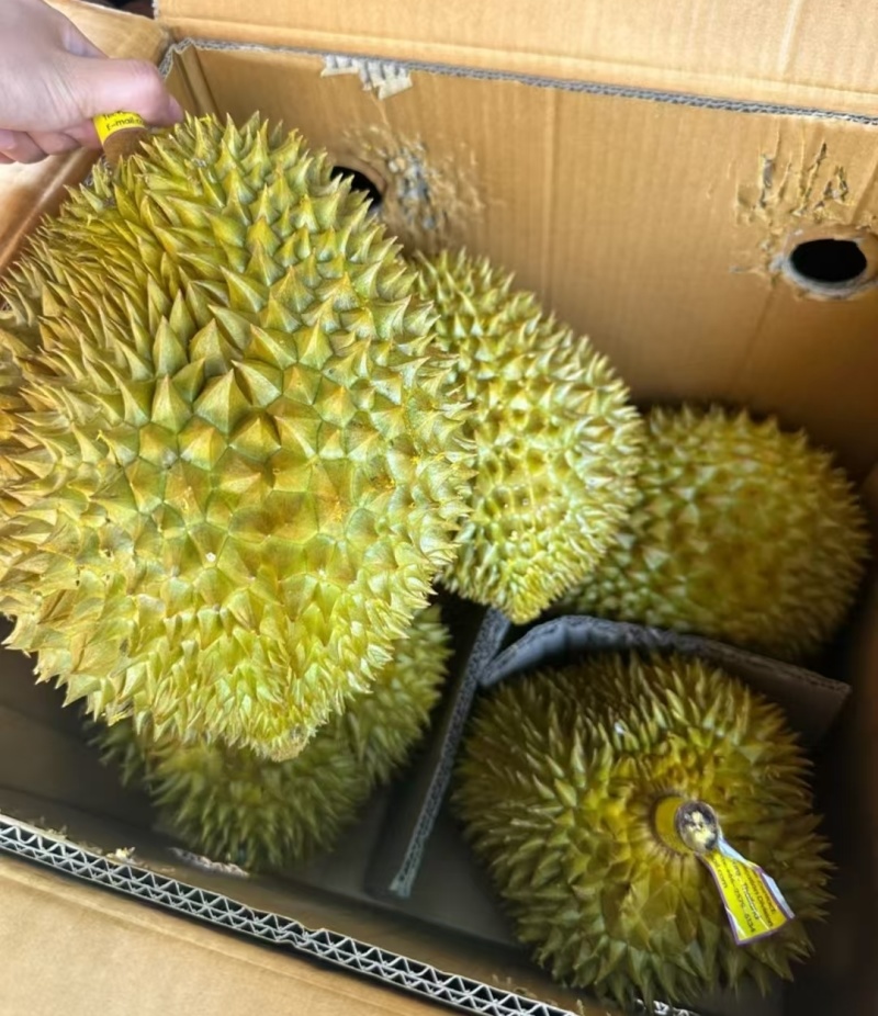 金枕榴莲一手批发价格，A果保5房，坏果包赔，包售后