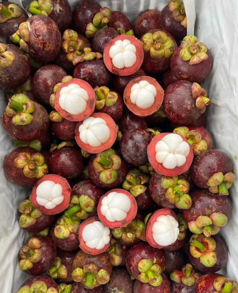 泰国沙竹山竹一手批发价格，质量保证，坏果包赔，包售后