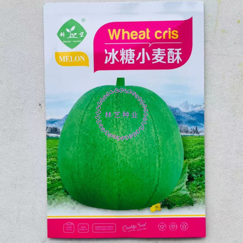 冰糖小麦酥早熟甜瓜种子果实梨型肉质脆口感好抗病性强