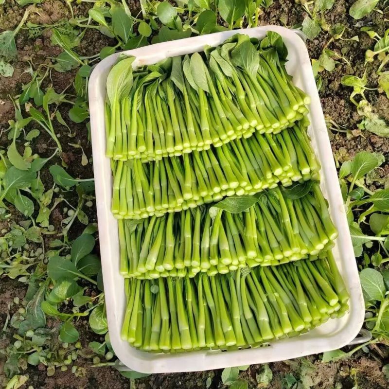 台种快大49-19甜菜心种子高产抗病耐热性强叶柄短菜