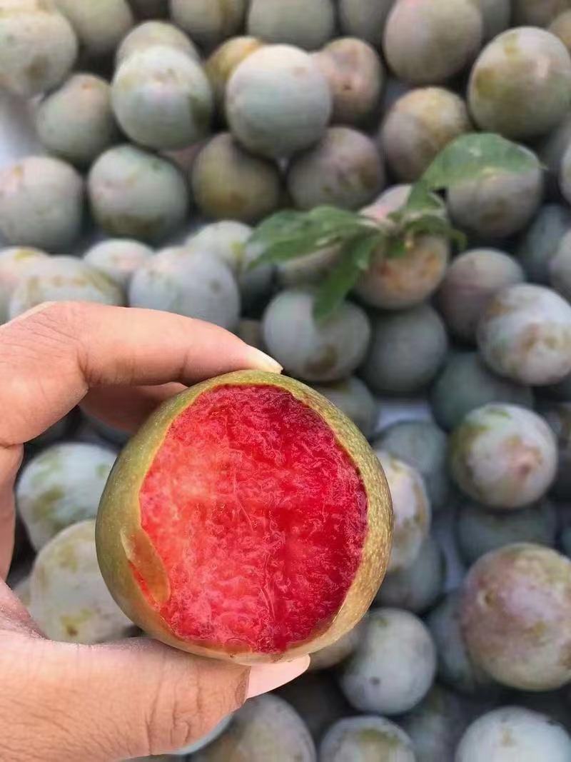 味帝李子，五月脆，澳洲红，八宝丹，口感脆甜全国发货视频看