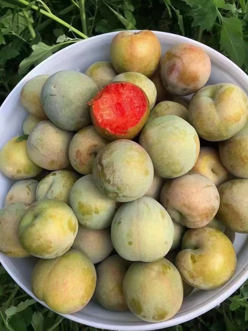 味帝李子，五月脆，澳洲红，八宝丹，口感脆甜全国发货视频看