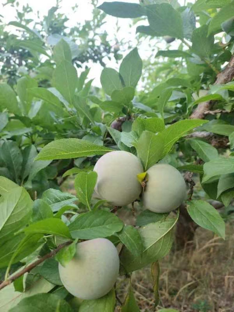 味帝李子，五月脆，澳洲红，八宝丹，口感脆甜全国发货视频看