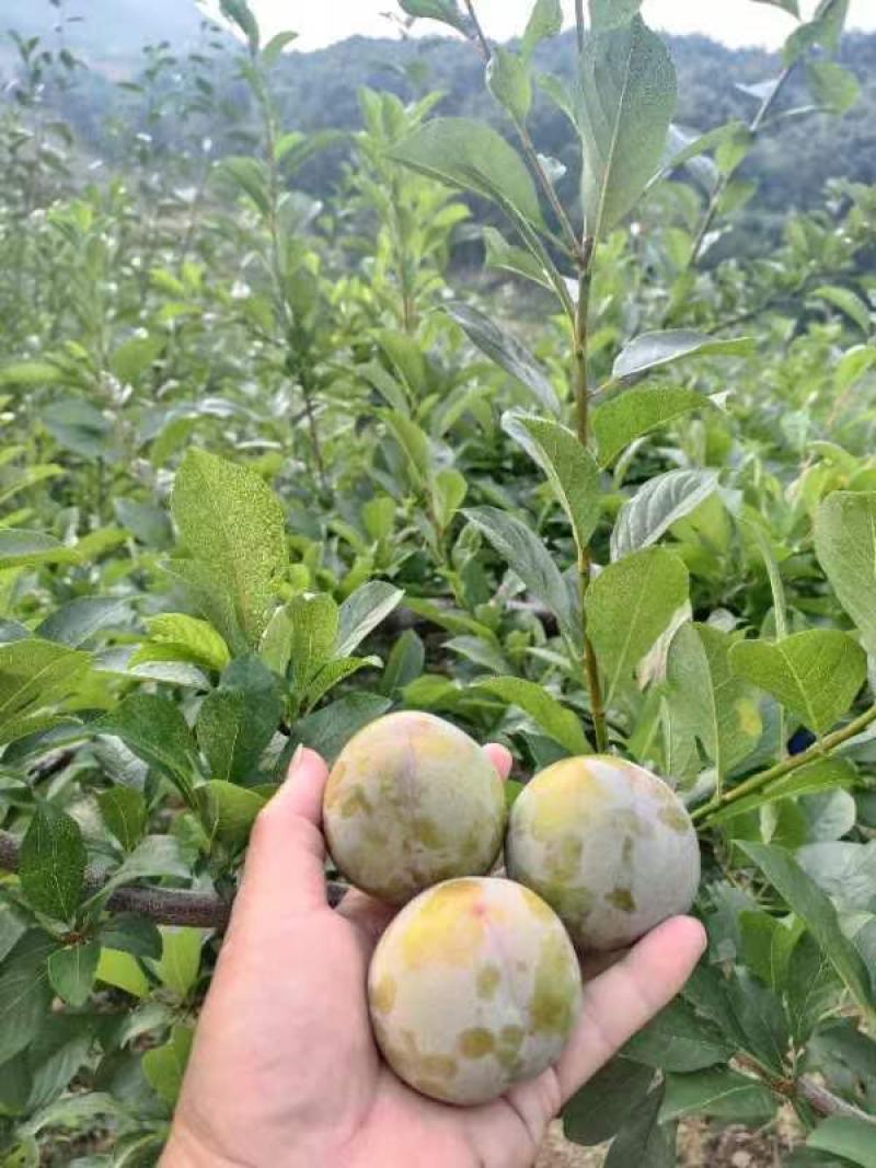 味帝李子，五月脆，澳洲红，八宝丹，口感脆甜全国发货视频看