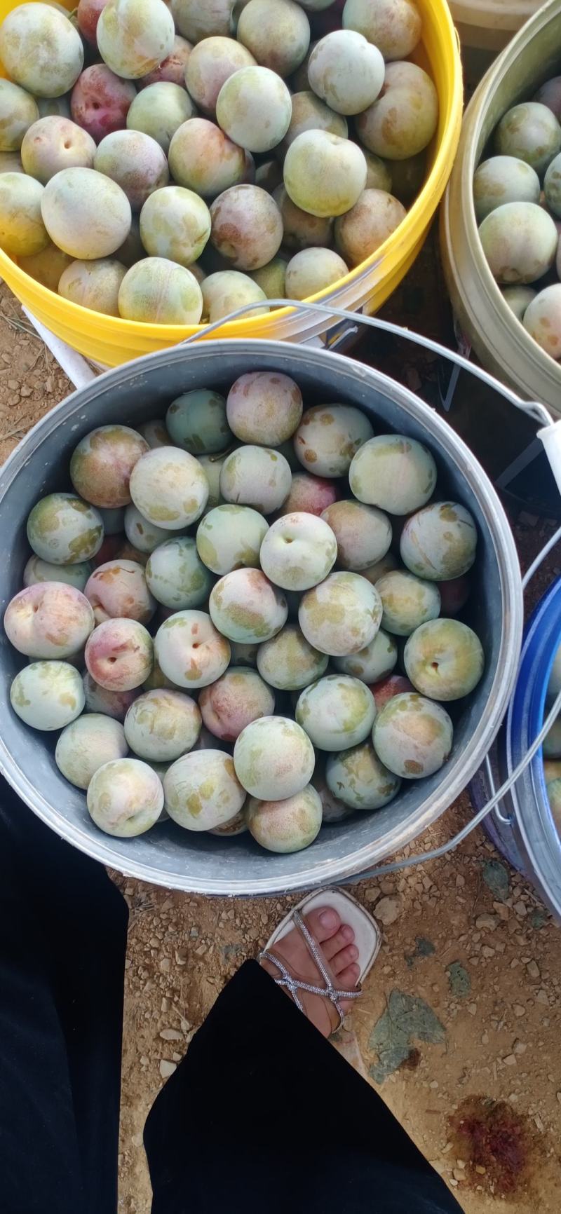味帝李子，五月脆，澳洲红，八宝丹，口感脆甜全国发货视频看