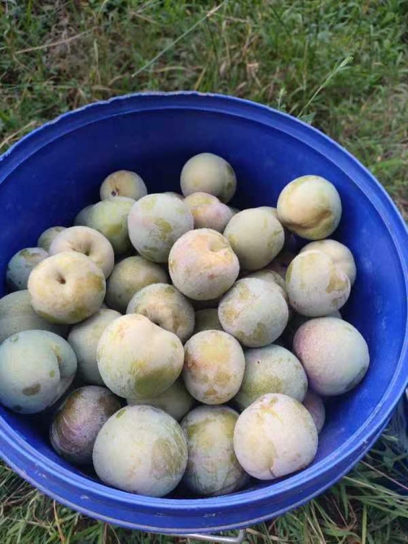 味帝李子，五月脆，澳洲红，八宝丹，口感脆甜全国发货视频看