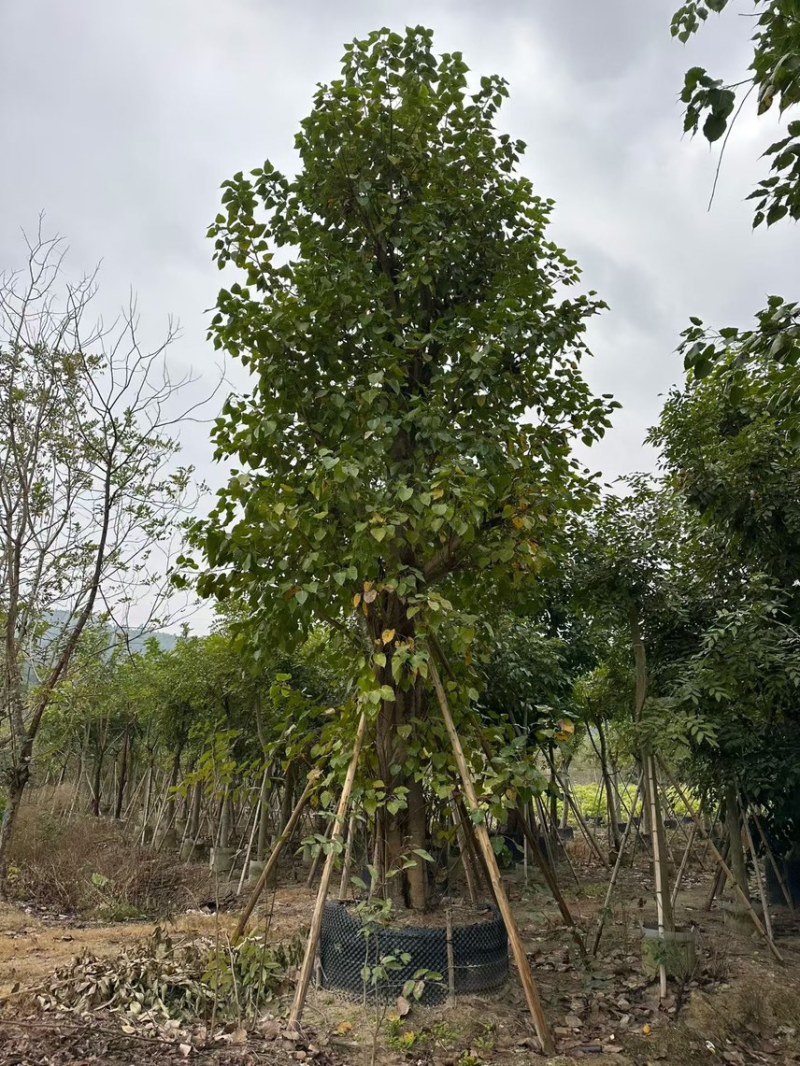 菩提榕