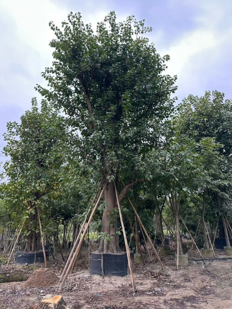 菩提榕