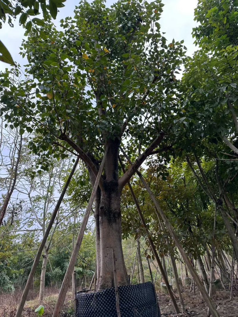 菩提榕
