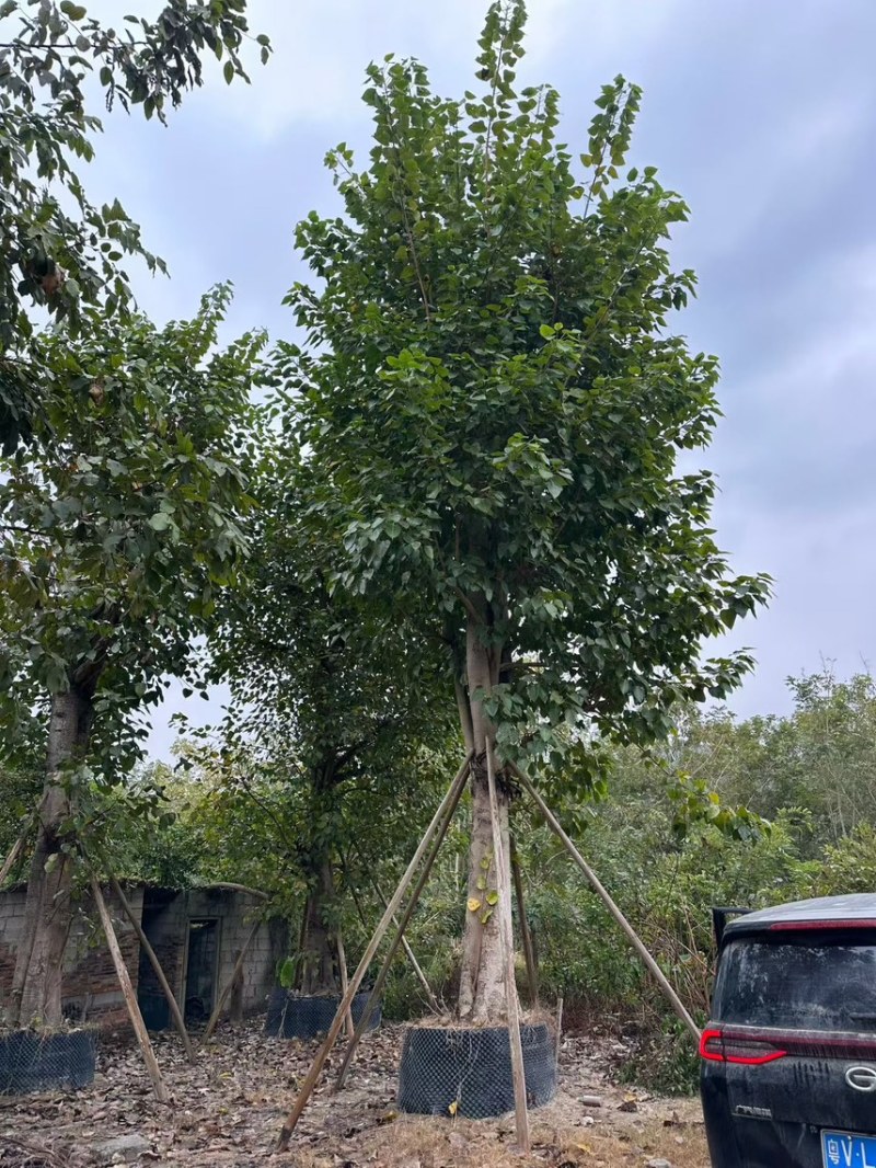 菩提榕