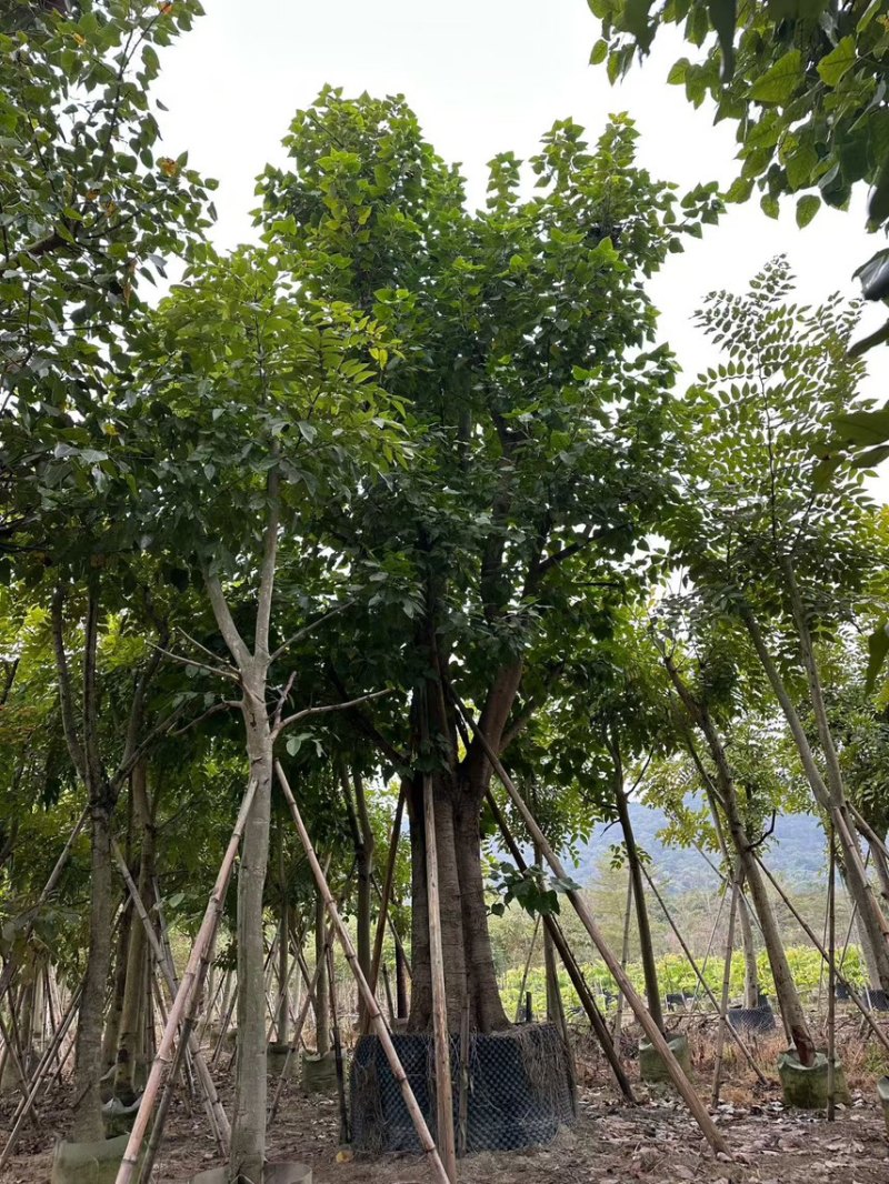 菩提榕