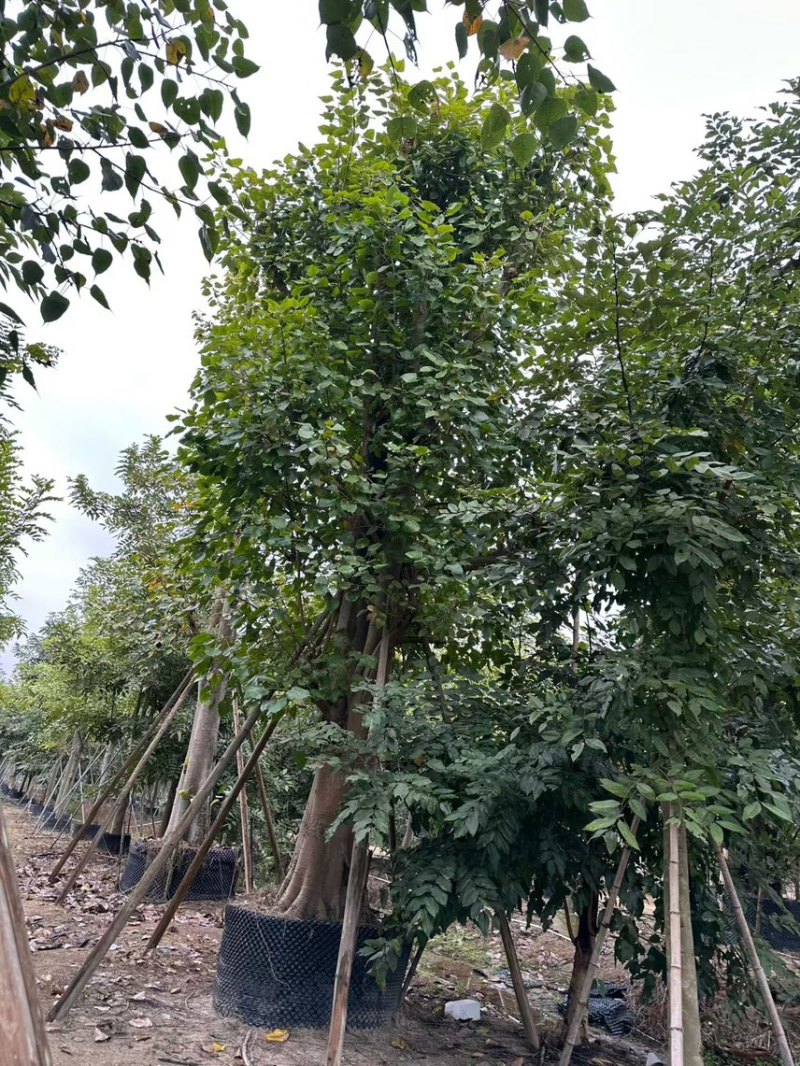 菩提榕