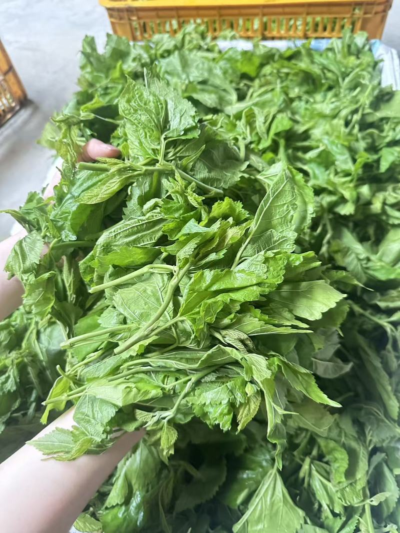 桑芽菜大量有货，对接全国市场电商平台，欢迎合作