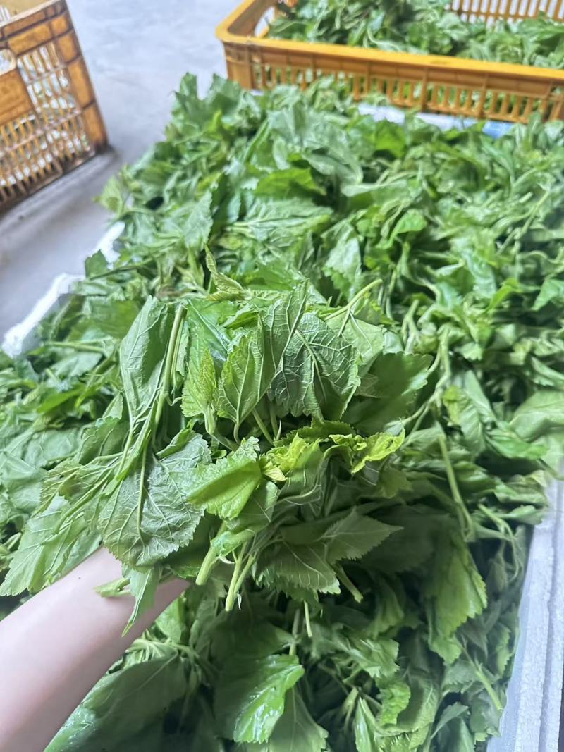 新鲜桑叶芽菜大量有货，对接全国市场电商平台，欢迎合作