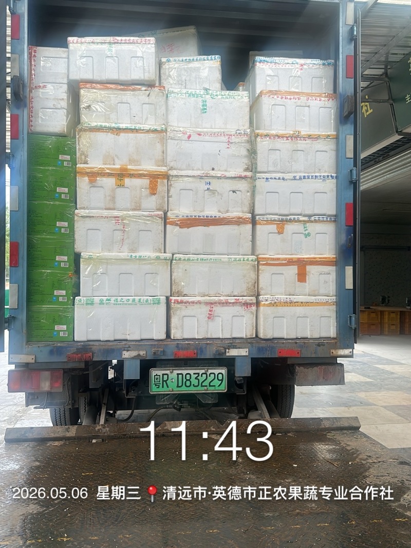 新鲜桑叶芽菜大量有货，对接全国市场电商平台，欢迎合作
