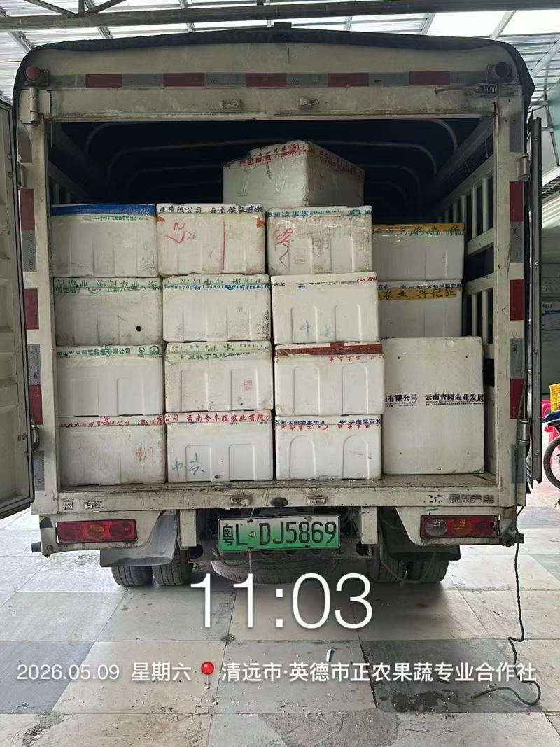 新鲜桑叶芽菜大量有货，对接全国市场电商平台，欢迎合作