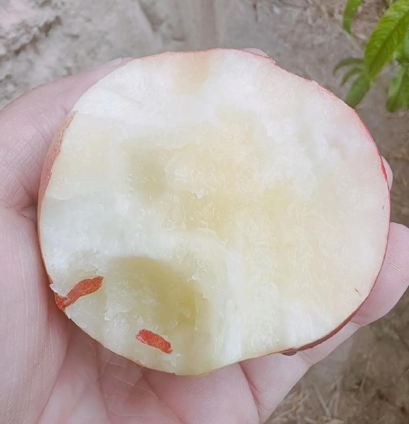 中油18号/湖北随县基地直供/现摘现发/量大从优/全国发