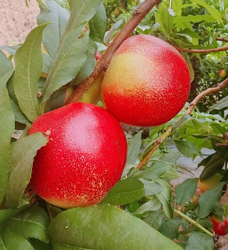 中油18号/湖北随县基地直供/现摘现发/量大从优/全国发