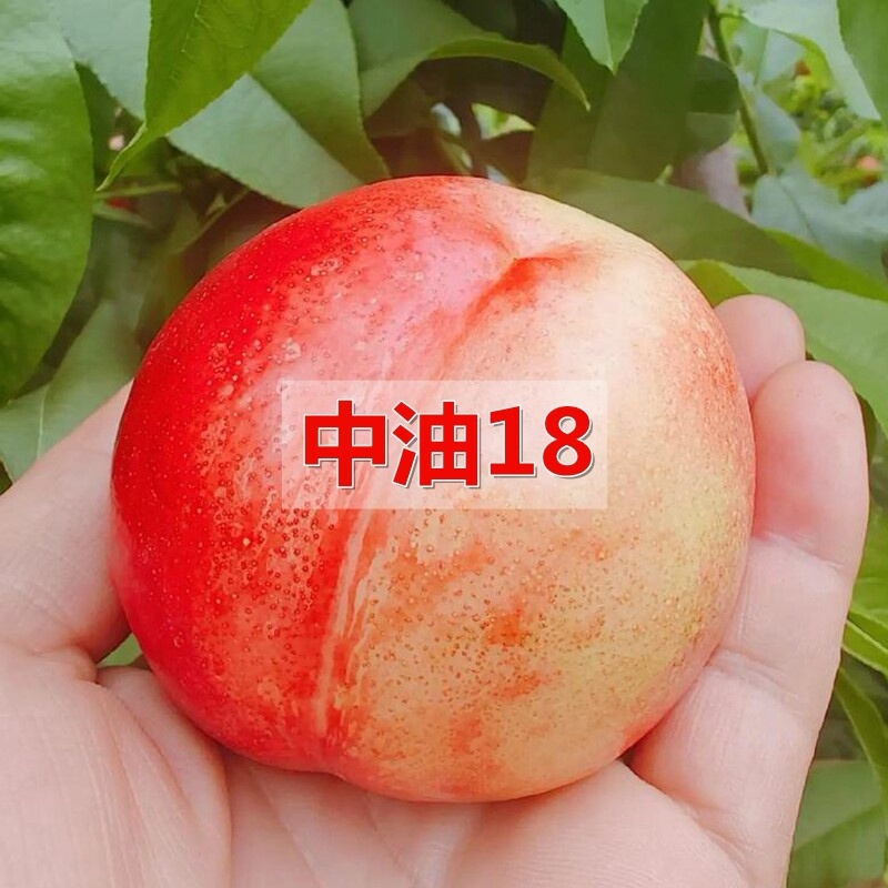 中油18号/湖北随县基地直供/现摘现发/量大从优/全国发