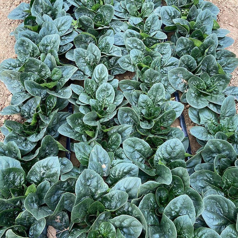 哈力森夏优进口耐热菠菜种子抗性强生长速度快抗性强春夏秋冬