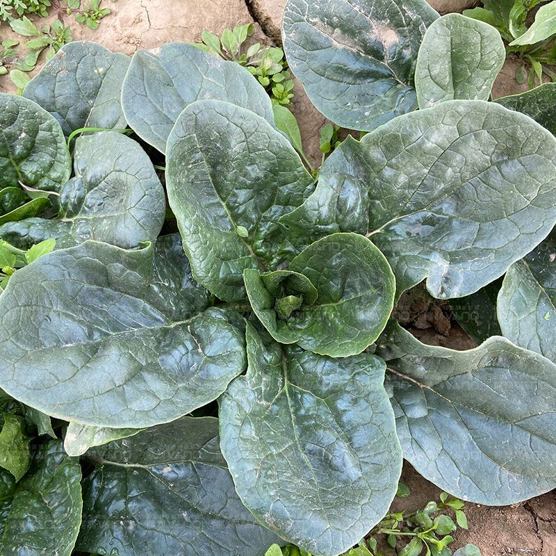 哈力森夏优进口耐热菠菜种子抗性强生长速度快抗性强春夏秋冬