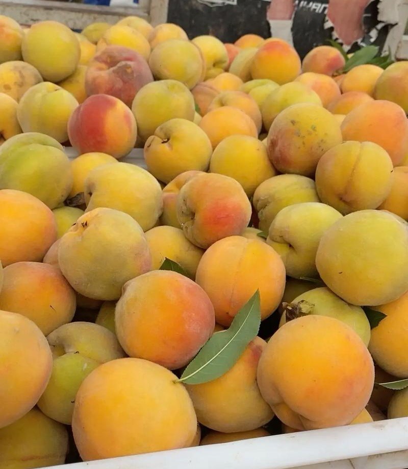 湖北黄桃『黄金蜜一号』湖北随县产地/现摘现发/全国发货