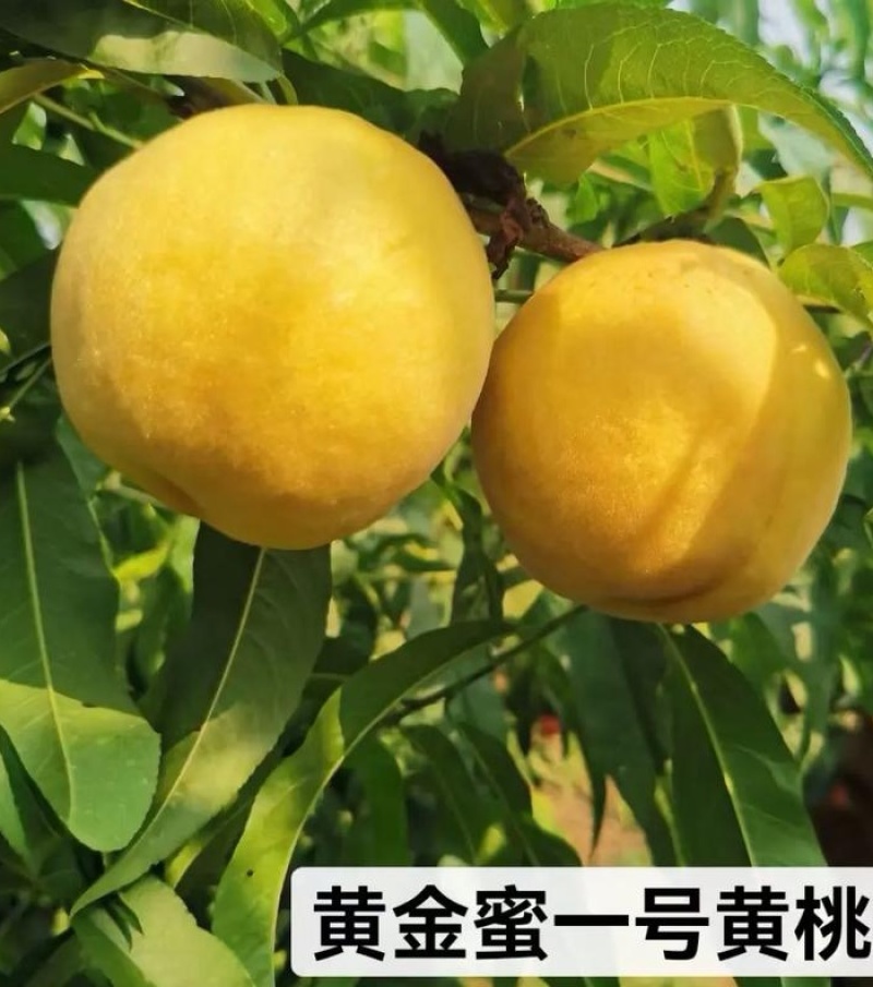 湖北黄桃『黄金蜜一号』湖北随县产地/现摘现发/全国发货