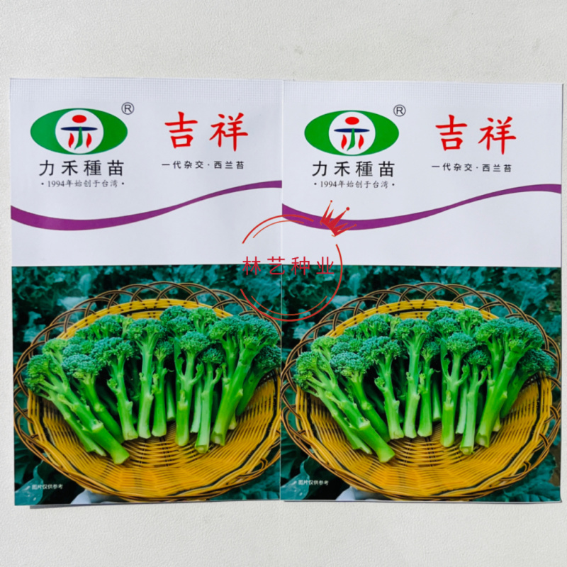 吉祥一代杂交西兰苔种子多茬采收基地专用蔬菜种子春秋播种