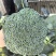 彩铃西兰花种子植株直立球形圆整较紧实色绿粒中细高产优质