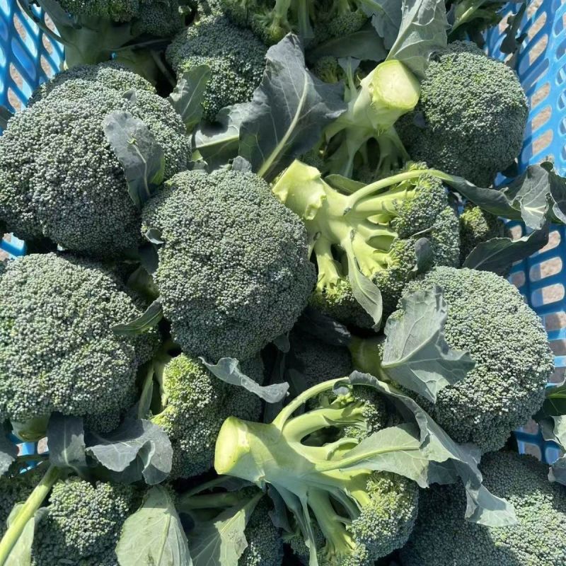 彩铃西兰花种子植株直立球形圆整较紧实色绿粒中细高产优质