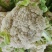 新良65天一代杂交花椰菜(松花菜)种子花球外观优质